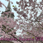 倫敦 Aldgate Square 櫻花滿開
