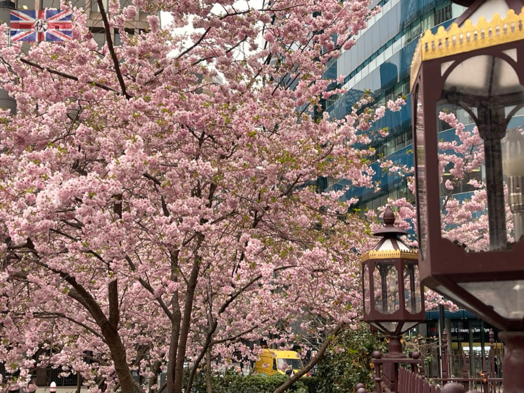 Aldgate Square Cherry Blossom