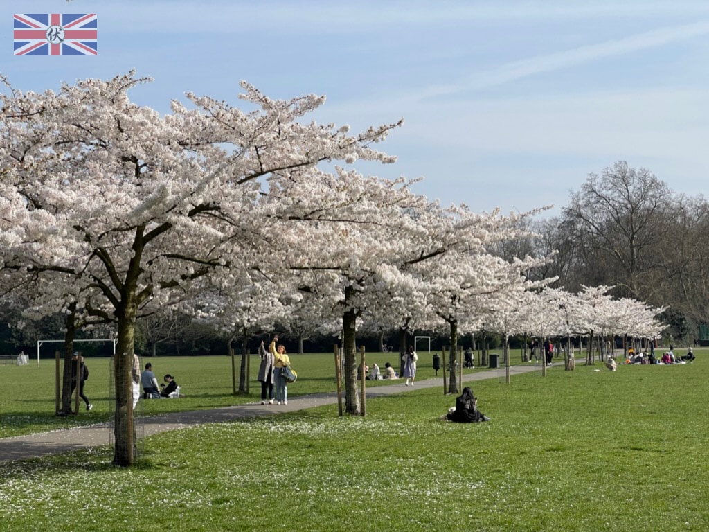 Battersea Park 櫻花樹