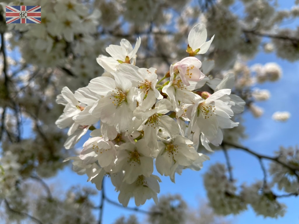 巴特西公園白色櫻花