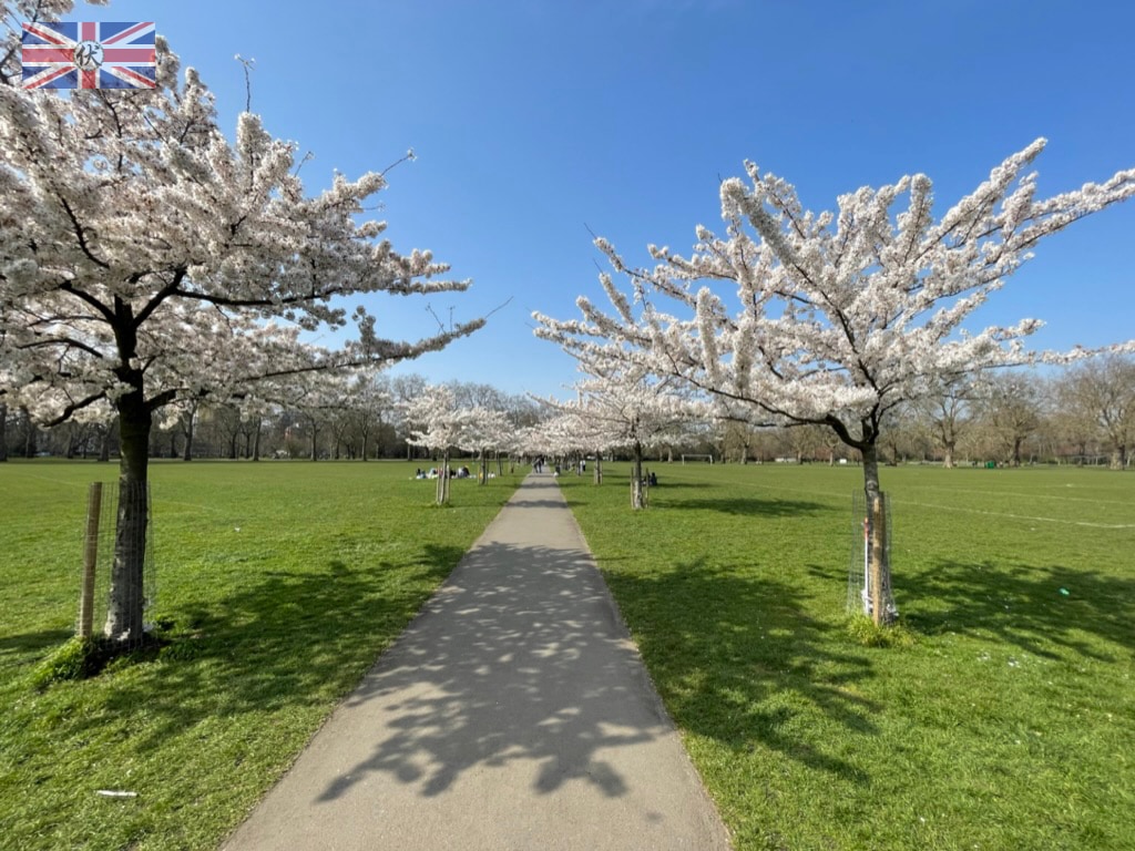 倫敦 Battersea Park 巴特西公園 櫻花盛放