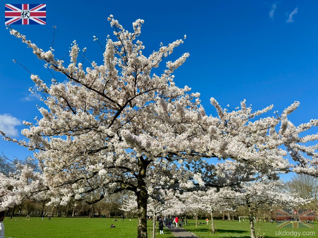 Cherry blossom tree in Battersea Park London｜倫敦 Battersea Park 櫻花樹