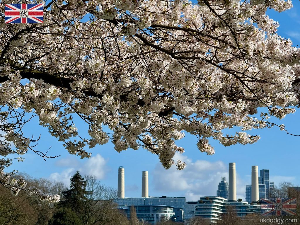 Cherry blossom near Battersea Power Station London｜倫敦 Battersea Park 櫻花與 Power Station