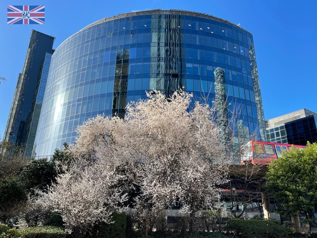 Canary Wharf 街道上的櫻花樹