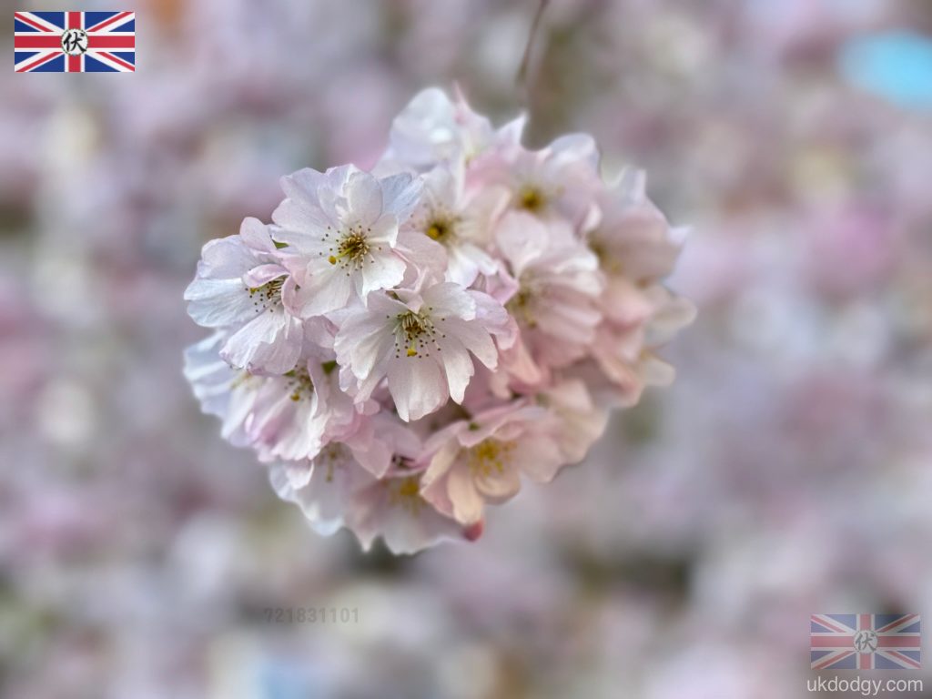 Close-up cherry blossom flowers St Paul’s Churchyard|聖保羅教堂櫻花特寫