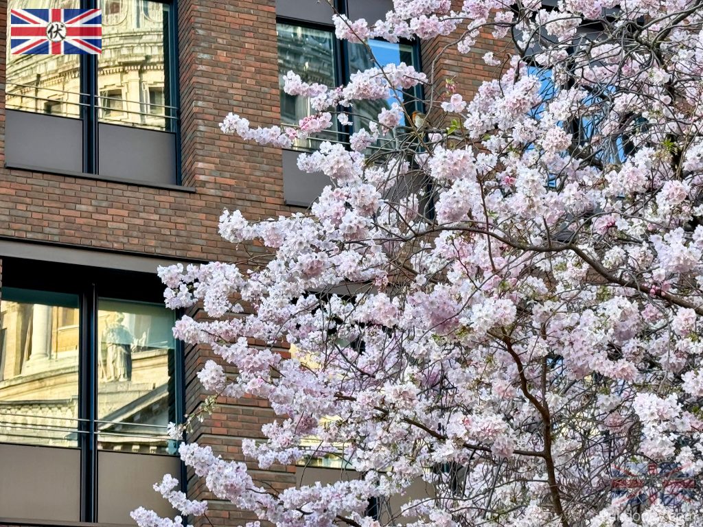 Cherry blossom trees near St Paul’s Cathedral London|倫敦聖保羅大教堂櫻花樹