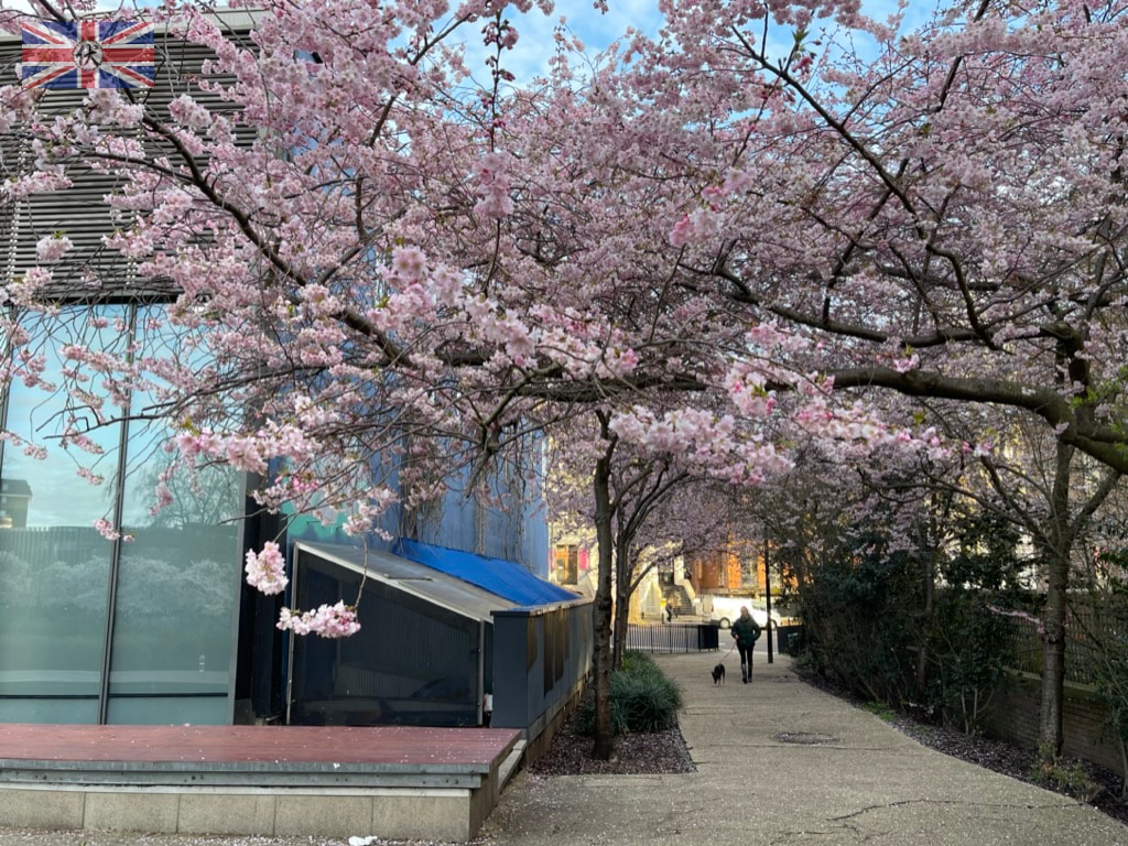 倫敦瑞士屋櫻花