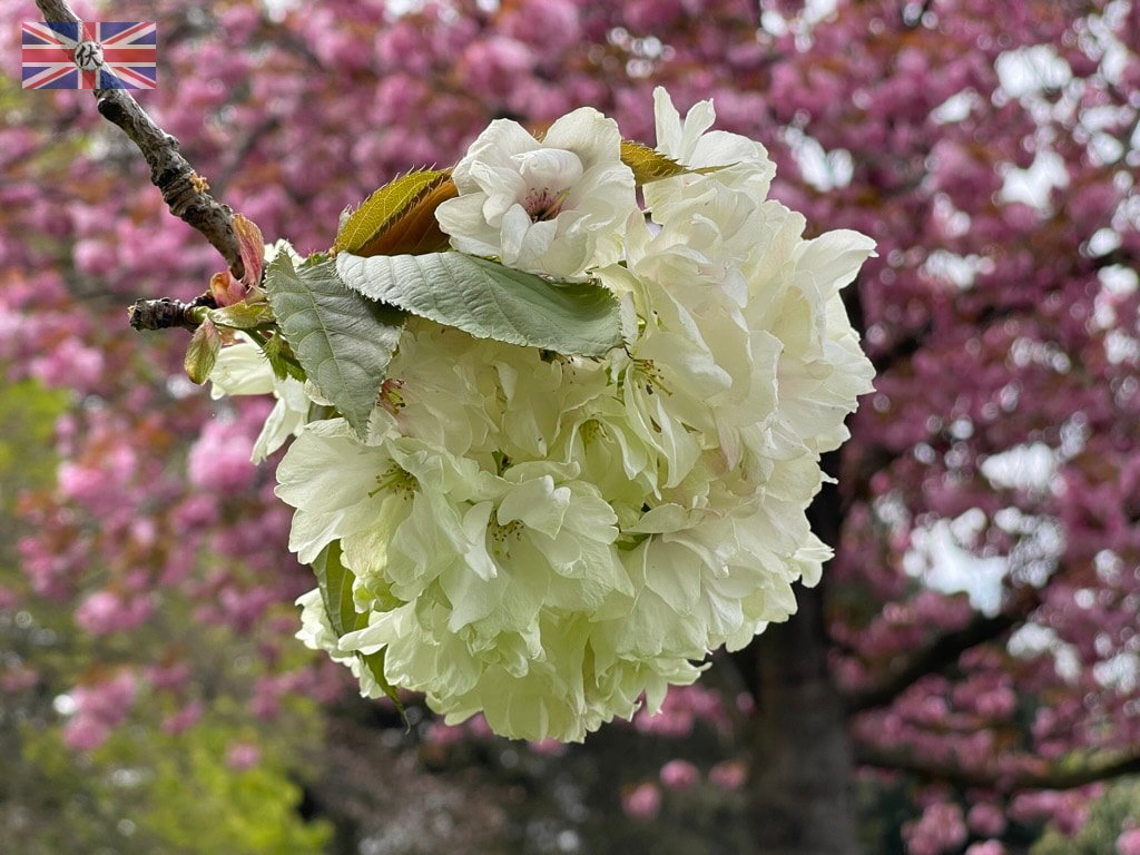 格林威治公園盛開的櫻花