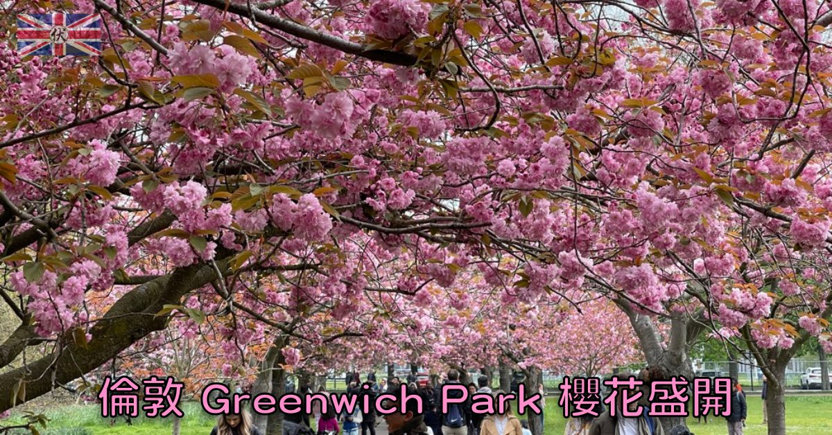 倫敦 Greenwich Park 櫻花盛開