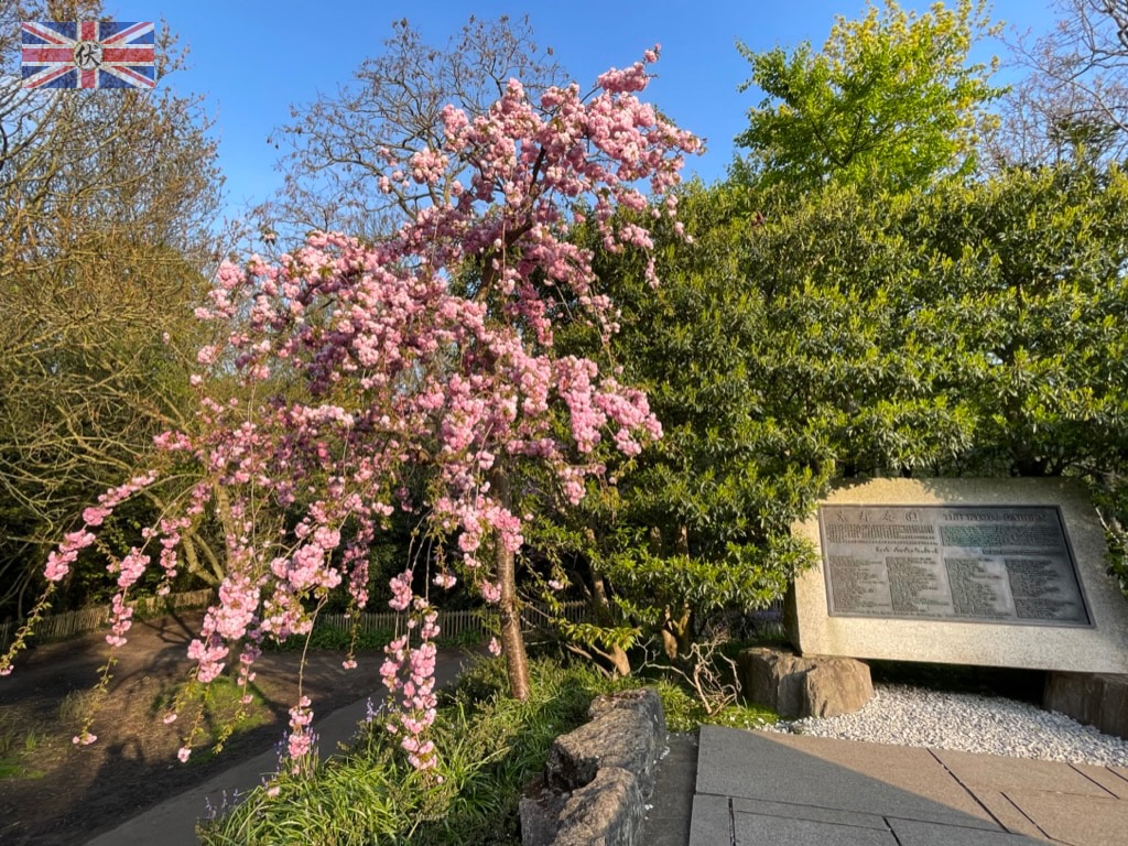 倫敦 荷蘭公園 櫻花