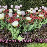 倫敦 Regent's Park 鬱金香花園
