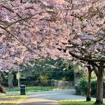 Ravenscourt Park Cherry Blossom|倫敦 Ravenscourt Park 櫻花