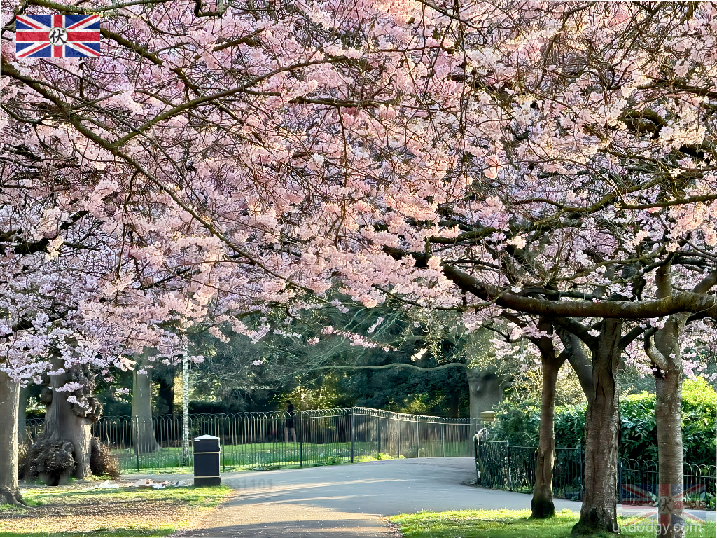 Ravenscourt Park Cherry Blossom｜倫敦 Ravenscourt Park 櫻花