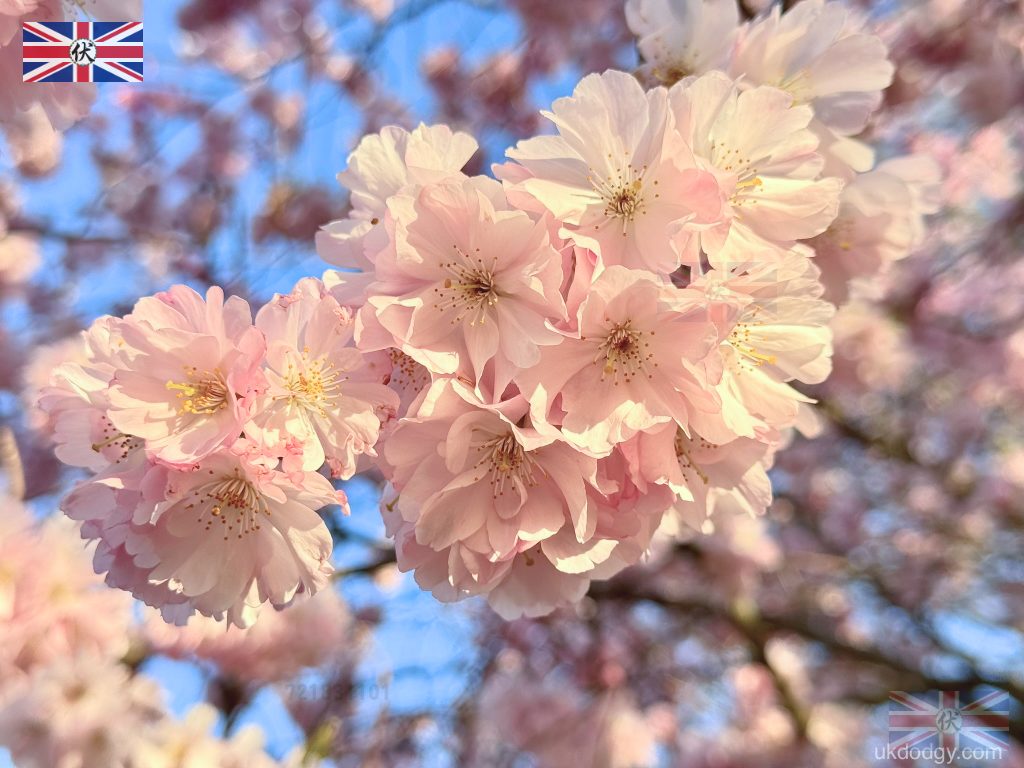 Kanzan cherry blossom close-up London spring｜倫敦關山櫻花特寫