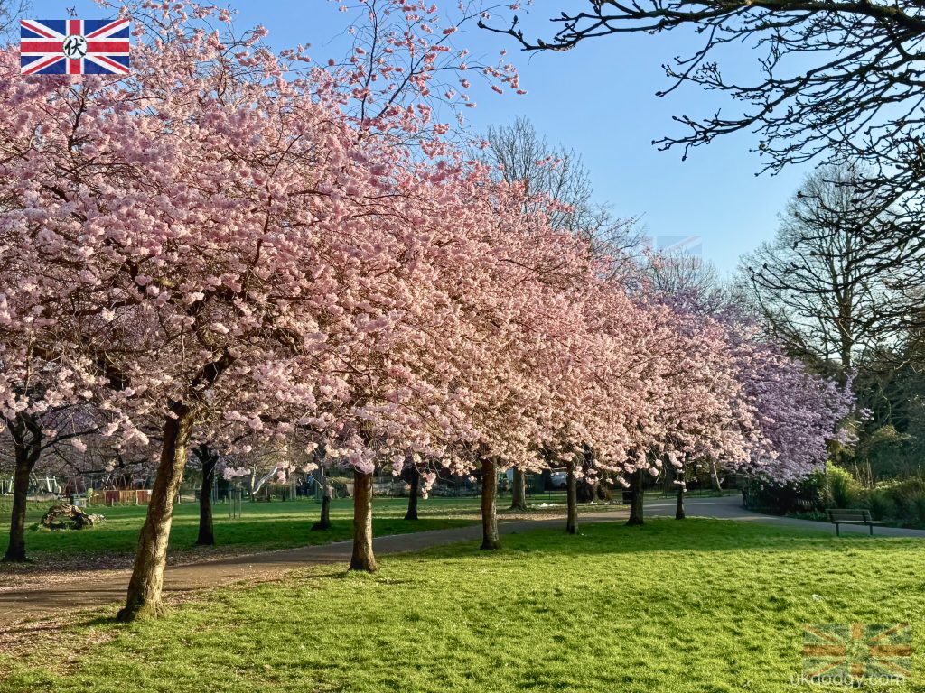 Kanzan cherry blossom trees Ravenscourt Park London｜倫敦 Ravenscourt Park 關山櫻花林