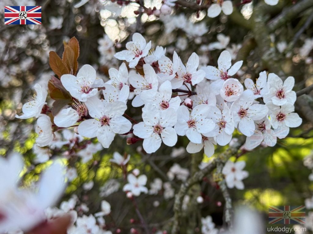 London Plum Blossom March 2026 Regent’s Park|倫敦三月梅花花況