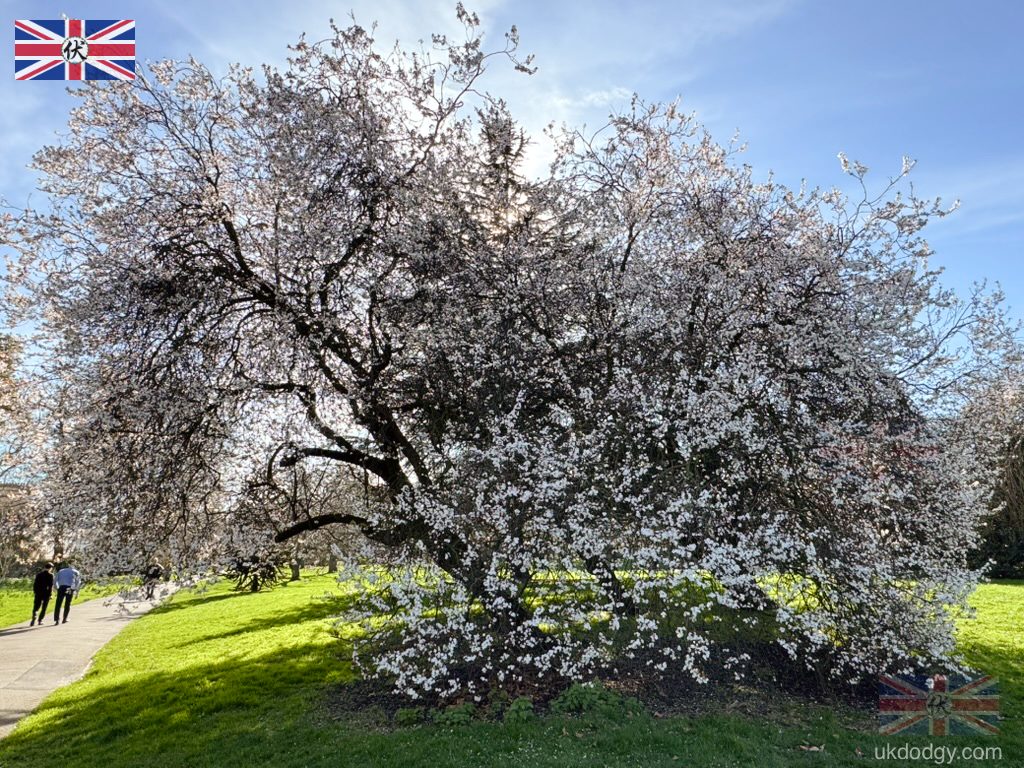 Regent’s Park Blossom 2026 Early Spring London|倫敦早春梅花