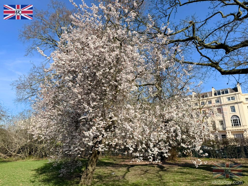 Regent’s Park Blossom 2026｜倫敦現在是櫻花嗎？