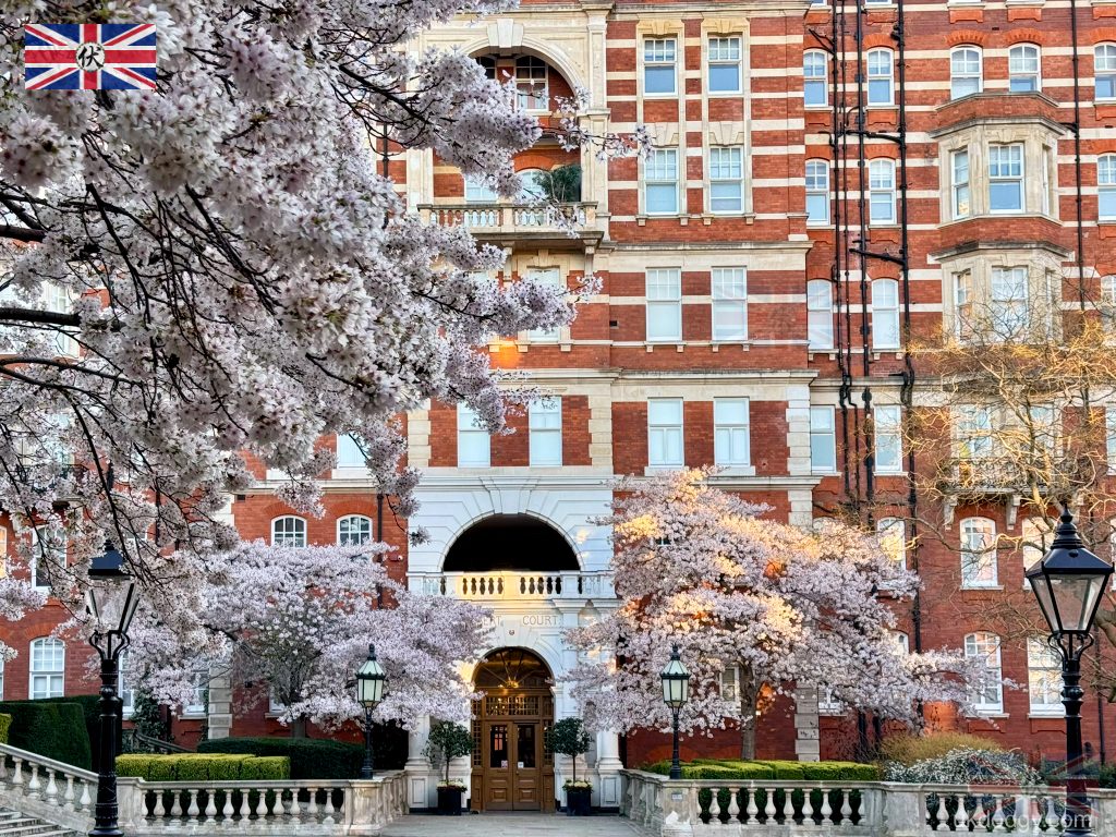 Cherry blossom at Royal Albert Hall London spring｜倫敦 Royal Albert Hall 春季櫻花