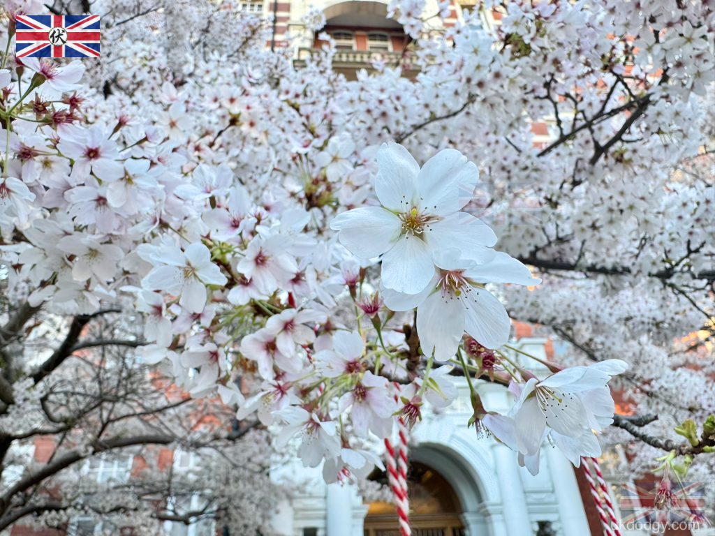 Cherry blossom close-up Royal Albert Hall London｜倫敦 Royal Albert Hall 櫻花特寫