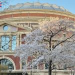 Royal Albert Hall Cherry Blossom|倫敦 Royal Albert Hall 櫻花拍照地