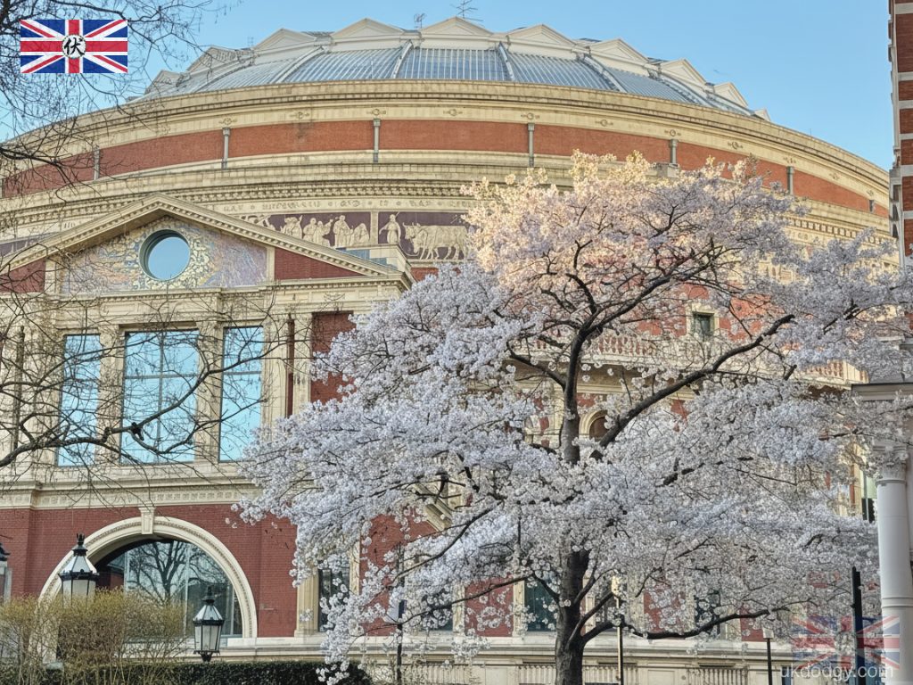 Royal Albert Hall Cherry Blossom｜倫敦 Royal Albert Hall 櫻花拍照地