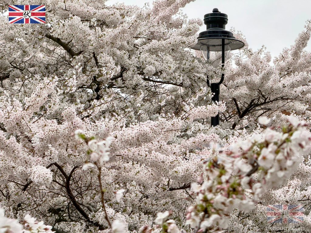 Pink Cherry Blossom London Early Spring 2026 Swiss Cottage|倫敦早春粉色櫻花