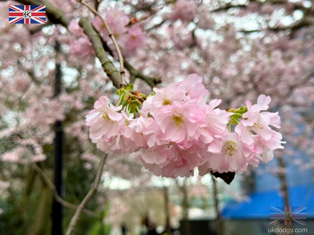Swiss Cottage Open Space Cherry Blossom London March 2026|倫敦 Swiss Cottage 公園櫻花 2026 花況