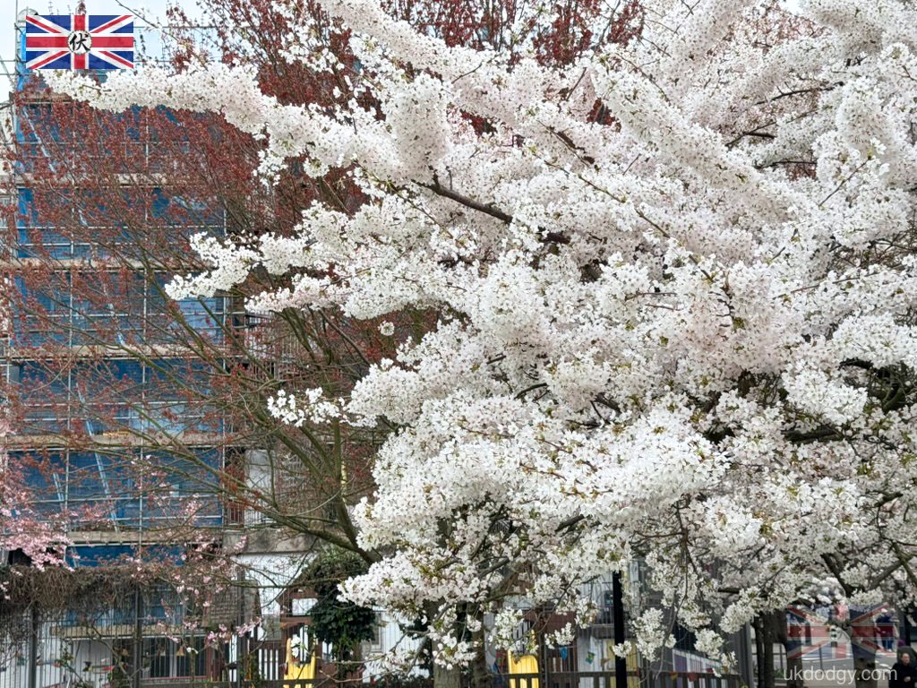 Cherry Blossom Trees Swiss Cottage Open Space London March 2026|倫敦 Swiss Cottage 櫻花盛開