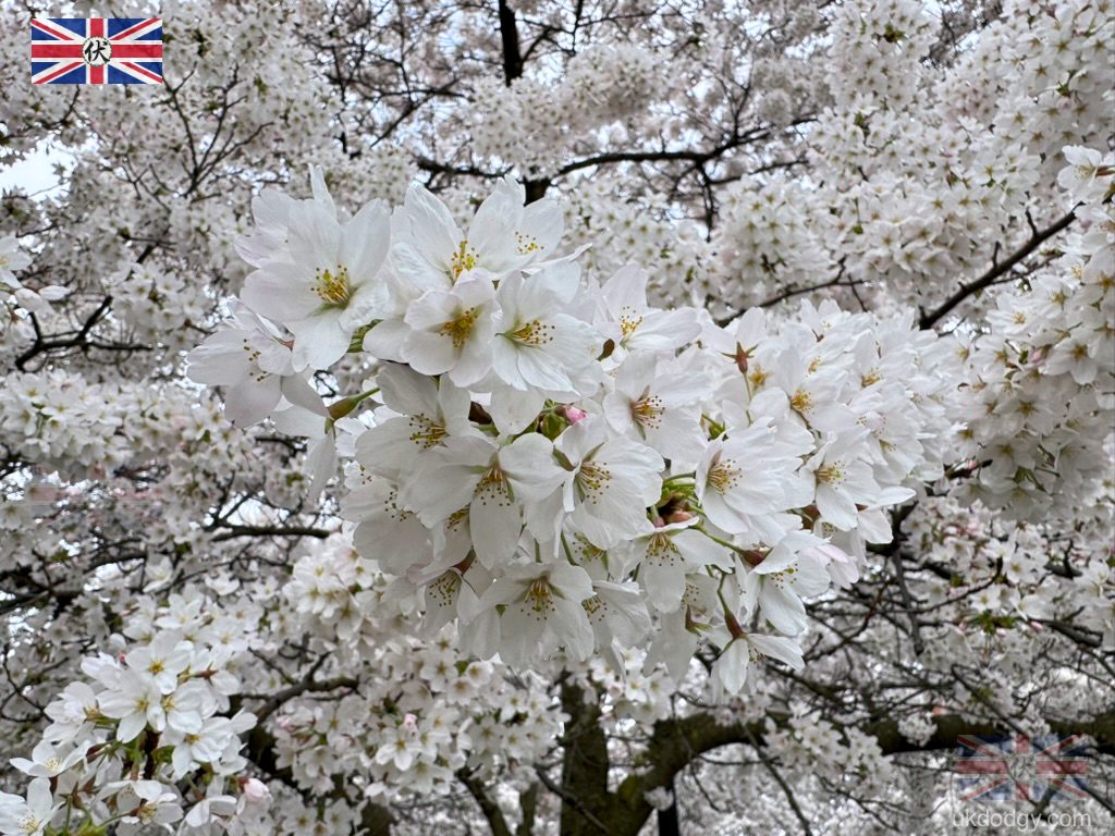 White Cherry Blossom Swiss Cottage Open Space London 2026|倫敦 Swiss Cottage 白色櫻花近拍