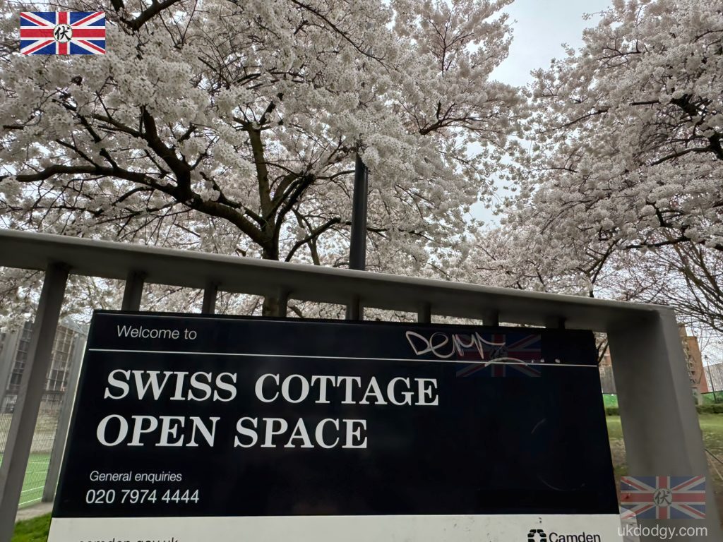 Swiss Cottage Cherry Blossom 2026｜倫敦隱藏櫻花地點