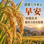 農曆八月初五早安圖｜稻穗低垂，願努力皆有收穫